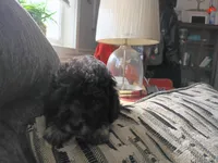 Star, a female Doxiepoo for sale in Central Point, OR – 2 of 3