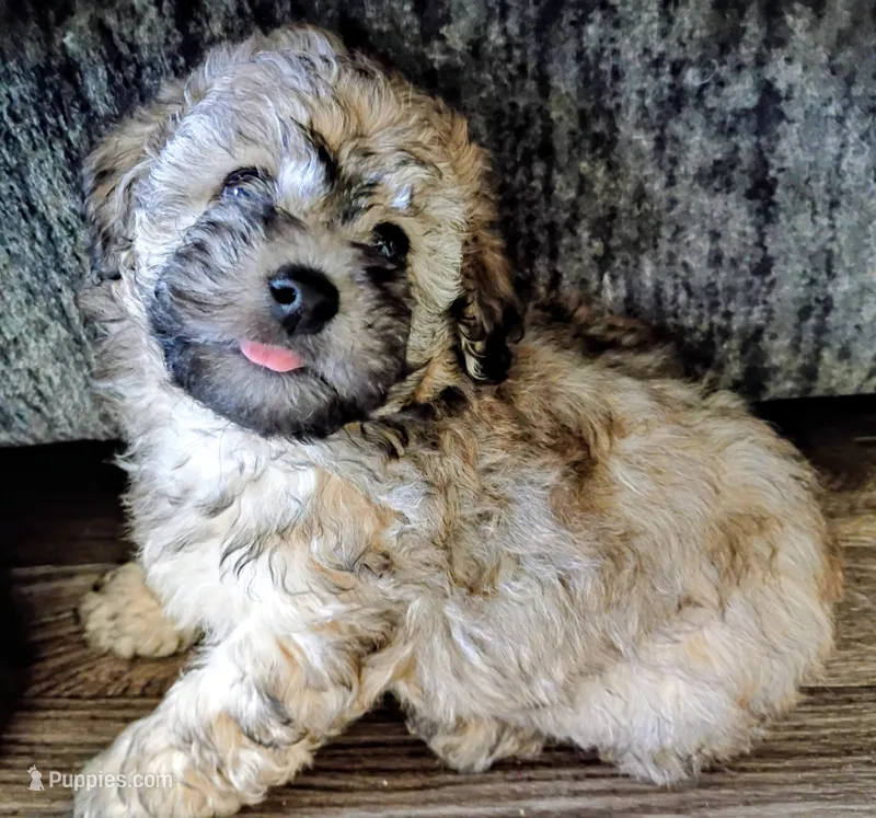 Bailey – Doxiepoo, Poodle - Toy  puppy for sale in Central Point, OR