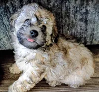 Bailey , a male Poodle - Toy  for sale in Central Point, OR – 1 of 5