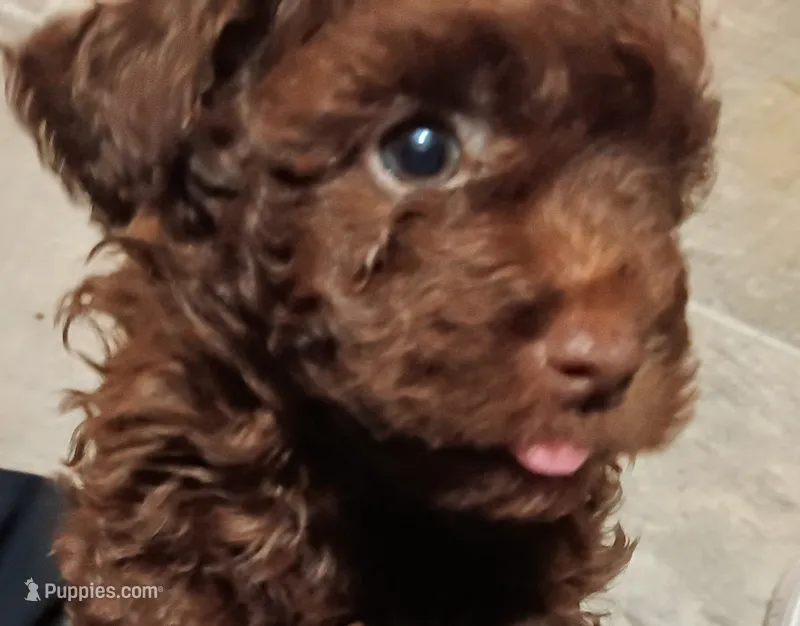 Sissy – Poodle - Toy  puppy for sale in Central Point, OR
