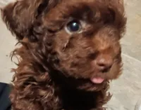 Sissy, a female Poodle - Toy  for sale in Central Point, OR – 1 of 2
