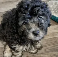 Star, a female Poodle - Toy  for sale in Central Point, OR – 2 of 2