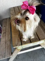 Chanel, a female Yorkshire Terrier for sale in Brooksville, FL – Photo 4 of 4