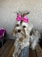 Chanel, a female Yorkshire Terrier for sale in Brooksville, FL – Photo 2 of 4