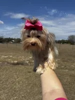 Chanel, a female Yorkshire Terrier for sale in Brooksville, FL – Photo 3 of 4