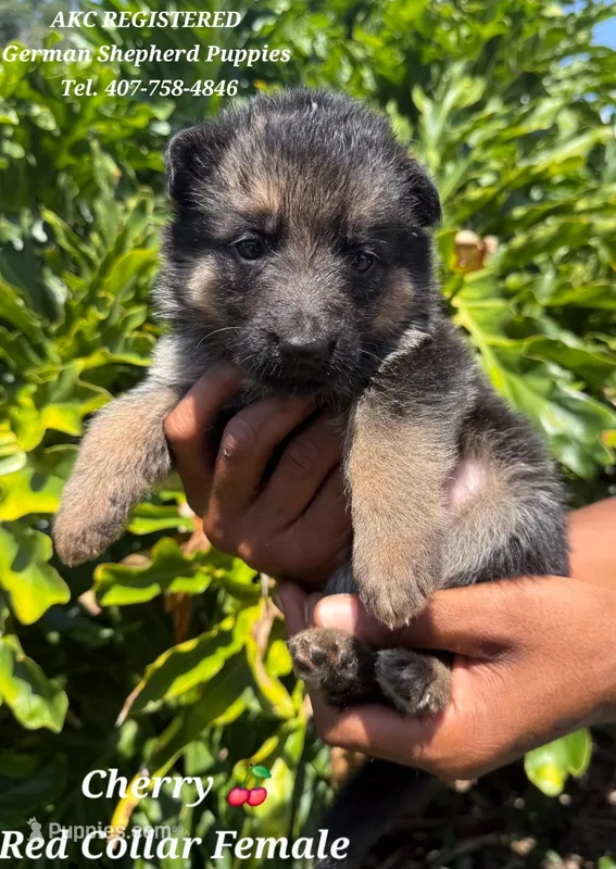 AKC - Cherry 🍒 – German Shepherd Dog puppy for sale in Kissimmee, FL