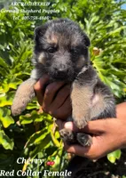 AKC - Cherry 🍒, a female German Shepherd Dog for sale in Kissimmee, FL – 1 of 1