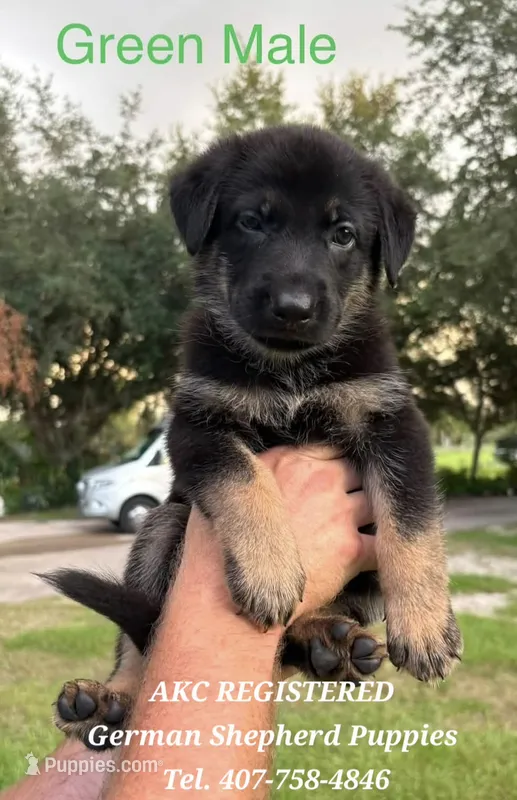 AKC - King – German Shepherd Dog puppy for sale in Kissimmee, FL