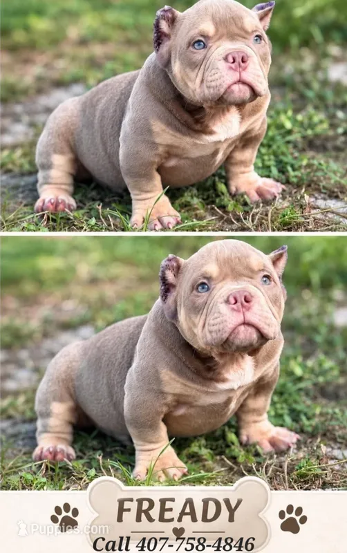 Fready - USBR Registered  – American Bully puppy for sale in Kissimmee, FL