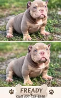 Pocket Size - Fready - USBR Registered , a male American Bully for sale in Kissimmee, FL – 1 of 1