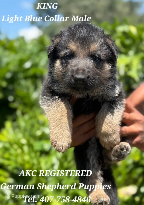 AKC - King – German Shepherd Dog puppy for sale in Kissimmee, FL