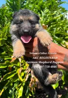 AKC - AMBER, a female German Shepherd Dog for sale in Kissimmee, FL – 1 of 1