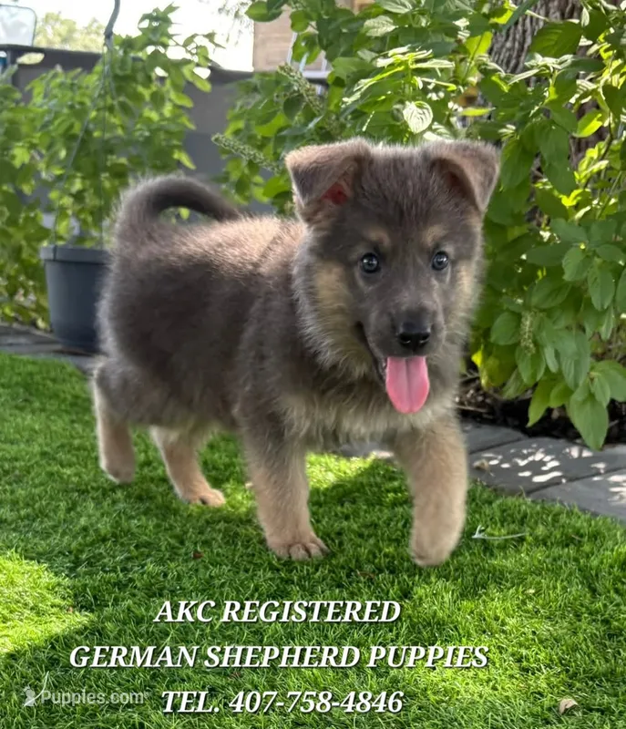 AKC - Royal – German Shepherd Dog puppy for sale in Kissimmee, FL