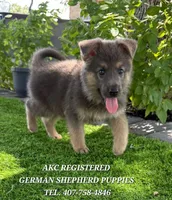 AKC - Royal, a female German Shepherd Dog for sale in Kissimmee, FL – 1 of 1