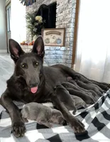 AKC - FORD, a male German Shepherd Dog for sale in Kissimmee, FL – 3 of 3
