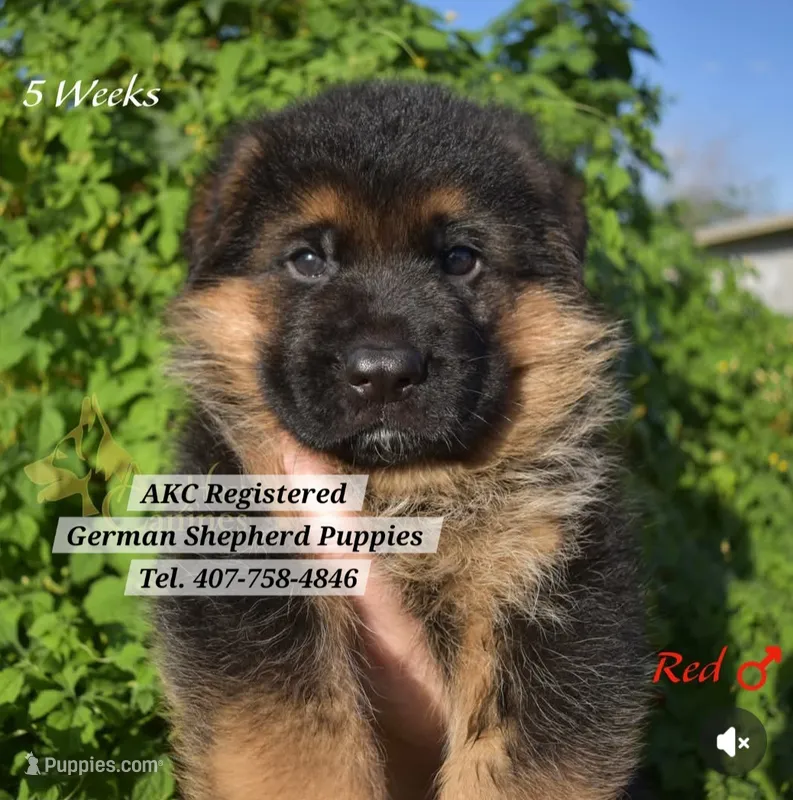 AKC - RED – German Shepherd Dog puppy for sale in Kissimmee, FL