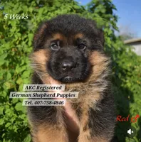 AKC - RED, a male German Shepherd Dog for sale in Kissimmee, FL – 1 of 1