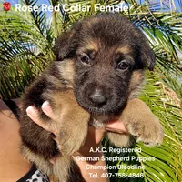 AKC ROSE 🌹, a female German Shepherd Dog for sale in Kissimmee, FL – Photo 1 of 3