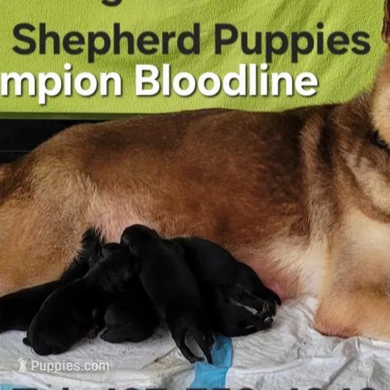 AKC ROSE 🌹, a female German Shepherd Dog for sale in Kissimmee, FL – Photo 2 of 3