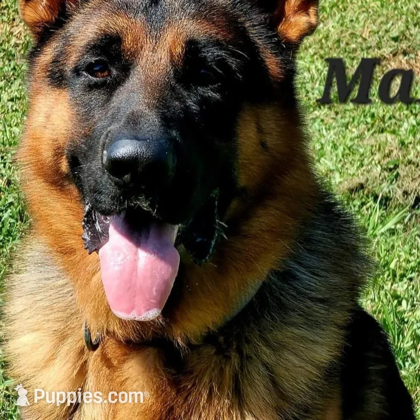 AKC ROSE 🌹, a female German Shepherd Dog for sale in Kissimmee, FL – Photo 3 of 3