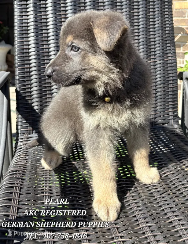 AKC - Pearl – German Shepherd Dog puppy for sale in Kissimmee, FL