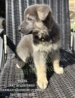 AKC - Pearl, a female German Shepherd Dog for sale in Kissimmee, FL – 1 of 1