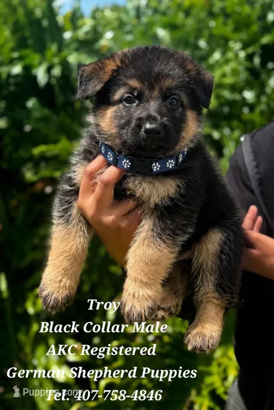 Troy – German Shepherd Dog puppy for sale in Kissimmee, FL