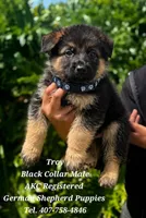 Troy, a male German Shepherd Dog for sale in Kissimmee, FL – 1 of 1