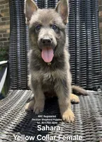 AKC - Sahara, a female German Shepherd Dog for sale in Kissimmee, FL – 1 of 1