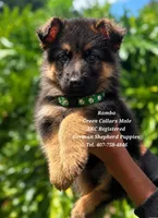 Rambo, a male German Shepherd Dog for sale in Kissimmee, FL – 1 of 1