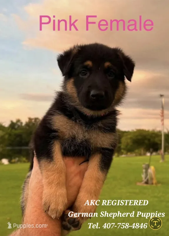 AKC - PRINCESS  – German Shepherd Dog puppy for sale in Kissimmee, FL