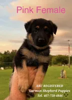 AKC - PRINCESS , a female German Shepherd Dog for sale in Kissimmee, FL – 1 of 1
