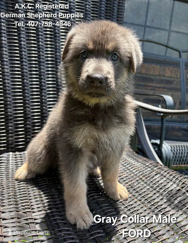 AKC - FORD – German Shepherd Dog puppy for sale in Kissimmee, FL
