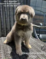 AKC - FORD, a male German Shepherd Dog for sale in Kissimmee, FL – 1 of 3