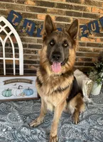 AKC - FORD, a male German Shepherd Dog for sale in Kissimmee, FL – 2 of 3