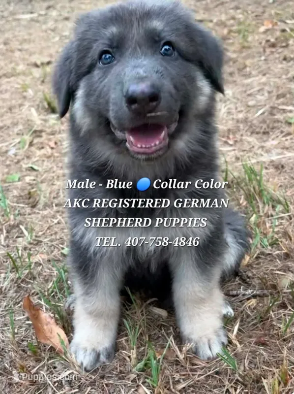 AKC - King – German Shepherd Dog puppy for sale in Kissimmee, FL