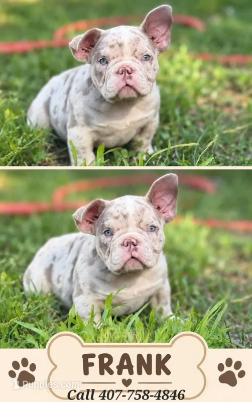Pocket Size - Frank USBR Registered  – American Bully puppy for sale in Kissimmee, FL