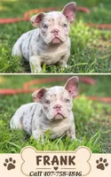 Pocket Size - Frank USBR Registered , a male American Bully for sale in Kissimmee, FL – 1 of 1