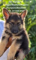 AKC - AMBER, a female German Shepherd Dog for sale in Kissimmee, FL – 1 of 1