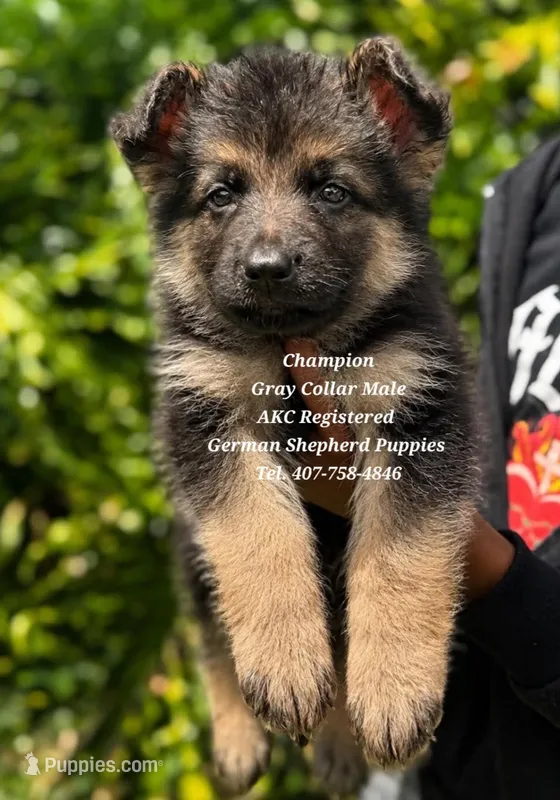 Champion  – German Shepherd Dog puppy for sale in Kissimmee, FL