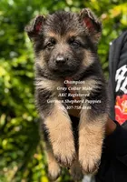 Champion , a male German Shepherd Dog for sale in Kissimmee, FL – 1 of 1