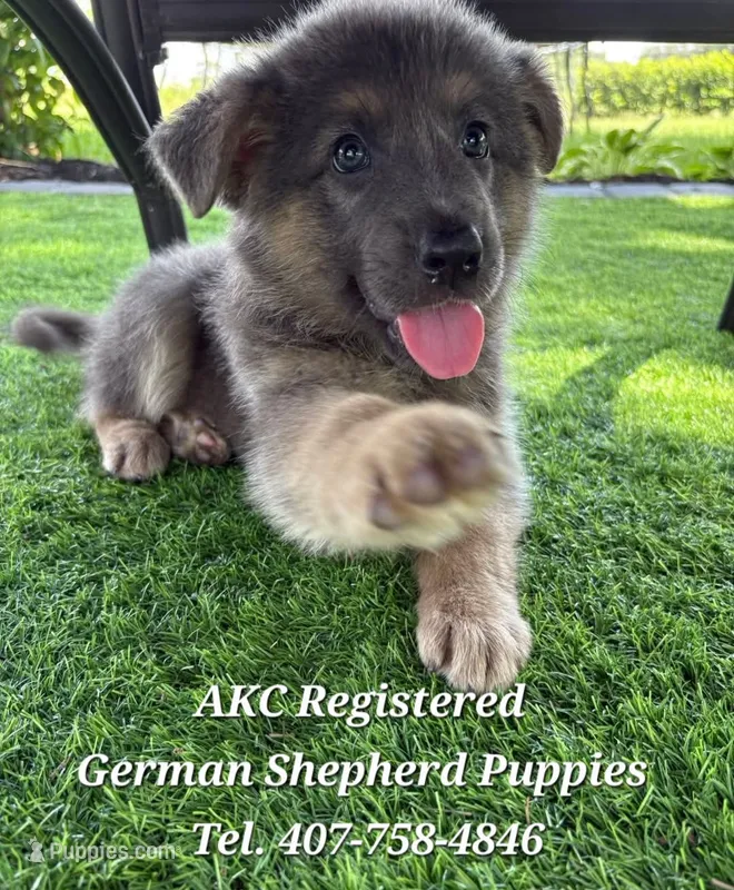 AKC-Princess – German Shepherd Dog puppy for sale in Kissimmee, FL
