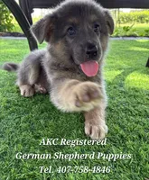 AKC-Princess, a female German Shepherd Dog for sale in Kissimmee, FL – 1 of 1