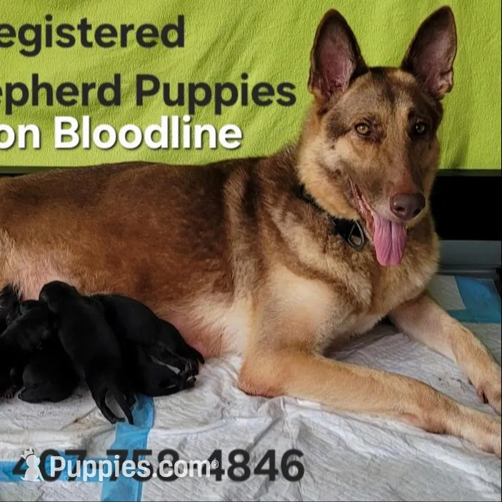 AKC Amber, a female German Shepherd Dog for sale in Kissimmee, FL – Photo 2 of 3