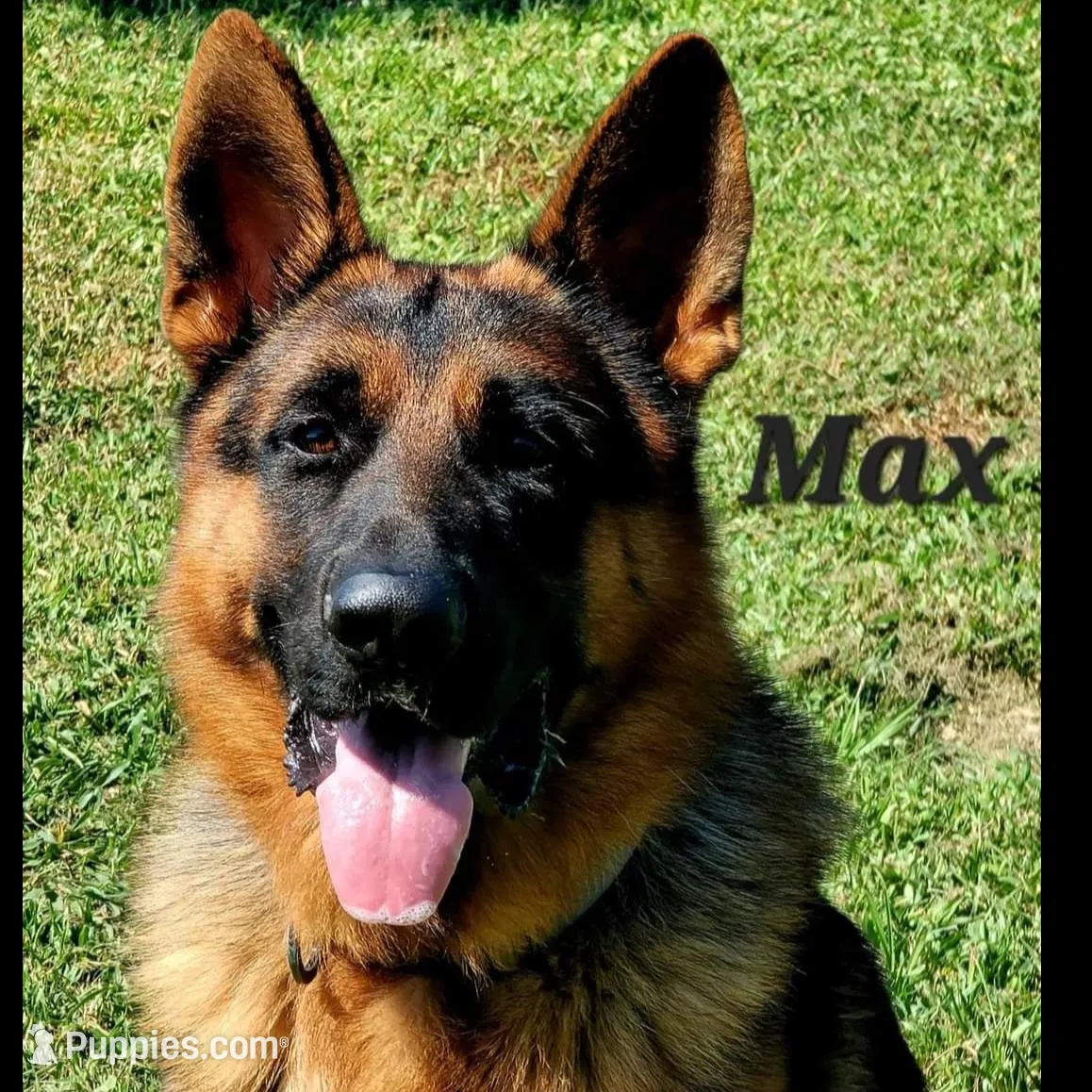 AKC Amber, a female German Shepherd Dog for sale in Kissimmee, FL – Photo 3 of 3