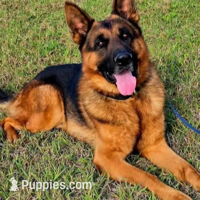 AKC Amber, a female German Shepherd Dog for sale in Kissimmee, FL – Photo 2 of 3