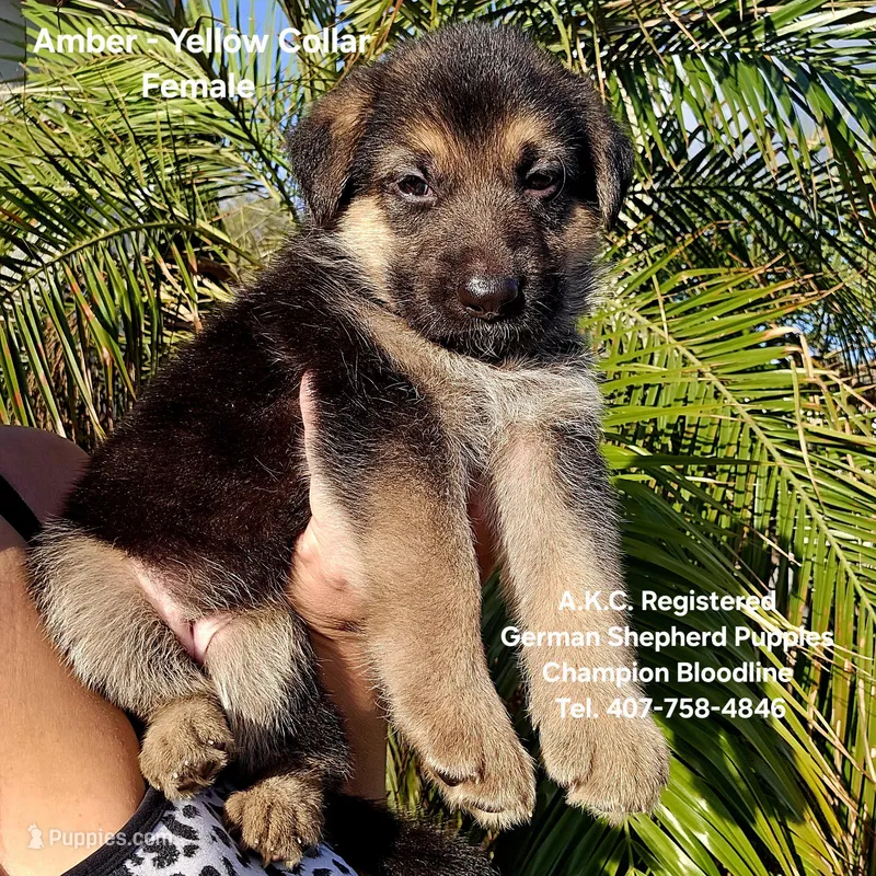 AKC Amber – German Shepherd Dog puppy for sale in Kissimmee, FL