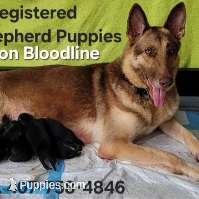 AKC Amber, a female German Shepherd Dog for sale in Kissimmee, FL – Photo 3 of 3
