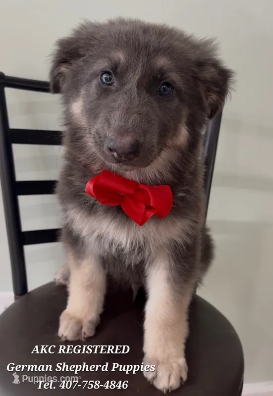 AKC - Thor – German Shepherd Dog puppy for sale in Kissimmee, FL