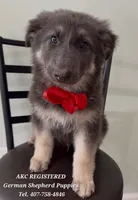 AKC - Thor, a male German Shepherd Dog for sale in Kissimmee, FL – 1 of 1